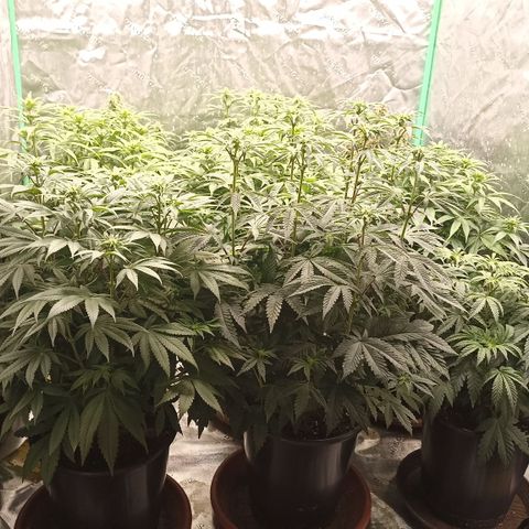 Blueberry Zkittlez Automatic growlog timeline photo