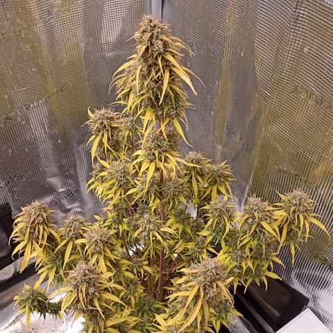 Blueberry Zkittlez Automatic growlog timeline photo