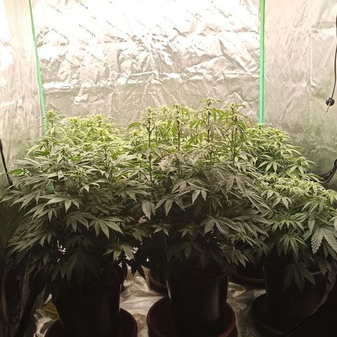 Blueberry Zkittlez Automatic growlog timeline photo
