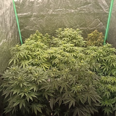 Blueberry Zkittlez Automatic growlog timeline photo