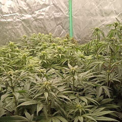 Blueberry Zkittlez Automatic growlog timeline photo