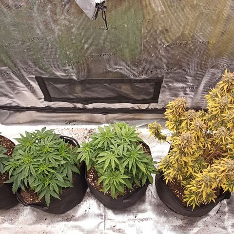 Blueberry Zkittlez Automatic growlog timeline photo