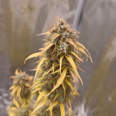 Blueberry Zkittlez Automatic growlog timeline photo