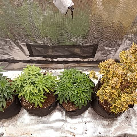 Blueberry Zkittlez Automatic growlog timeline photo