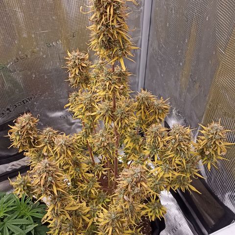 Blueberry Zkittlez Automatic growlog timeline photo