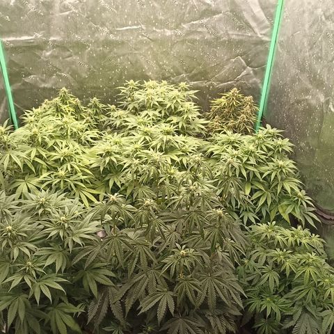 Blueberry Zkittlez Automatic growlog timeline photo