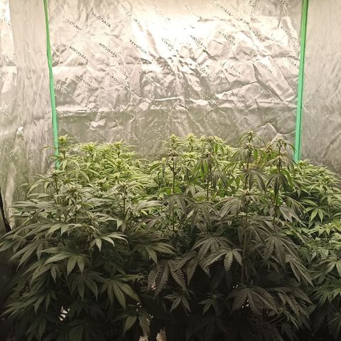 Blueberry Zkittlez Automatic growlog timeline photo
