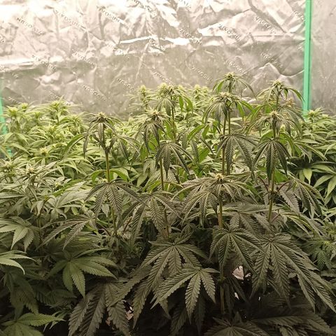 Blueberry Zkittlez Automatic growlog timeline photo