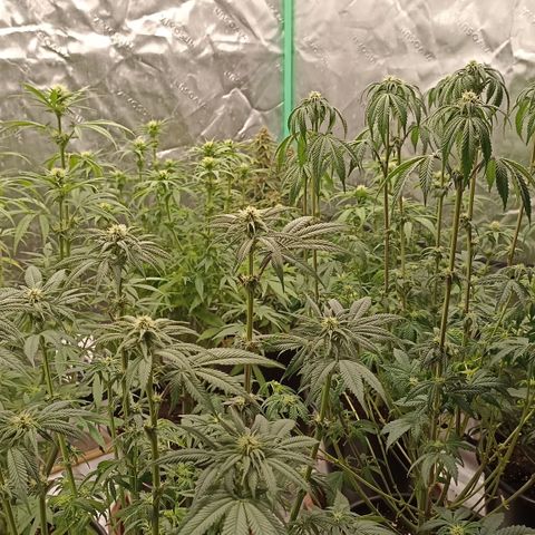 Blueberry Zkittlez Automatic growlog timeline photo