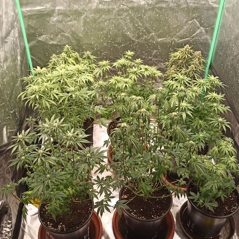 Blueberry Zkittlez Automatic growlog timeline photo
