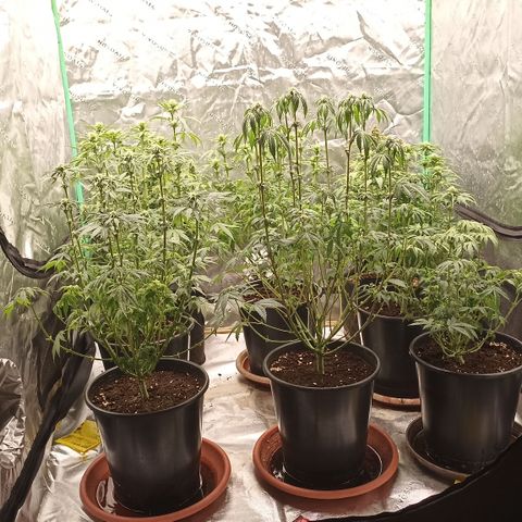 Blueberry Zkittlez Automatic growlog timeline photo