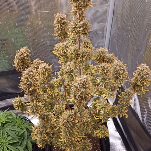 Blueberry Zkittlez Automatic growlog timeline photo