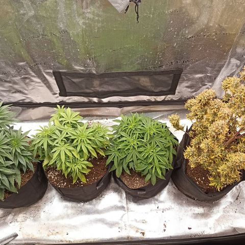 Blueberry Zkittlez Automatic growlog timeline photo