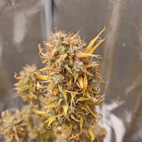 Blueberry Zkittlez Automatic growlog timeline photo
