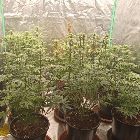 Blueberry Zkittlez Automatic growlog timeline photo