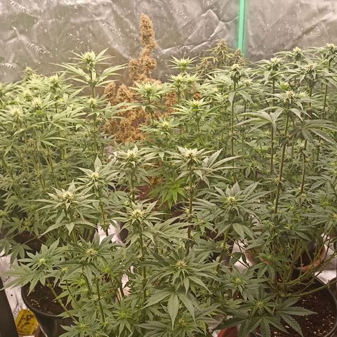 Blueberry Zkittlez Automatic growlog timeline photo