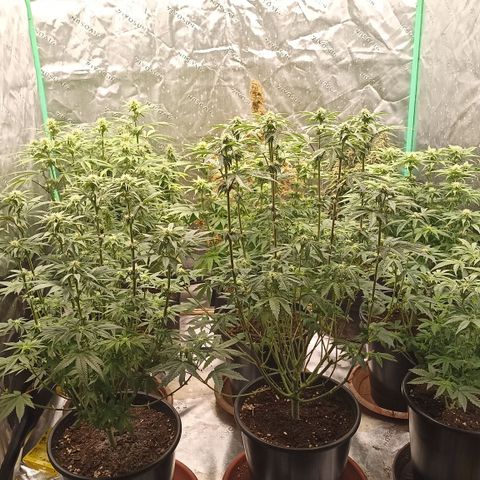 Blueberry Zkittlez Automatic growlog timeline photo