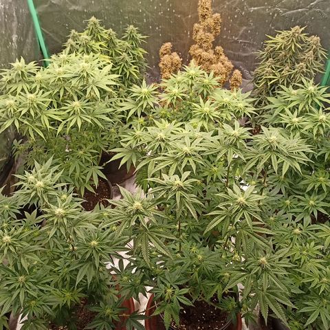 Blueberry Zkittlez Automatic growlog timeline photo