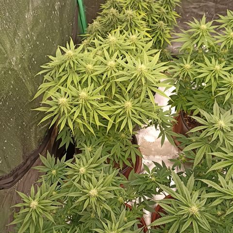Blueberry Zkittlez Automatic growlog timeline photo