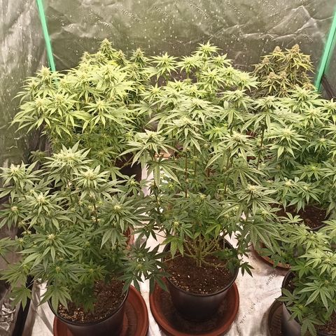 Blueberry Zkittlez Automatic growlog timeline photo