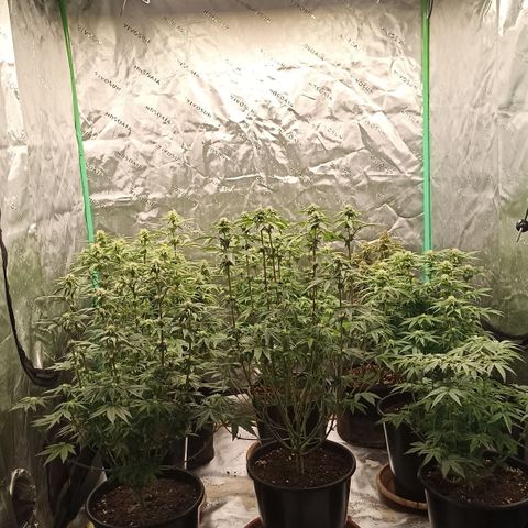 Blueberry Zkittlez Automatic growlog timeline photo