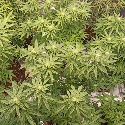 Blueberry Zkittlez Automatic growlog timeline photo
