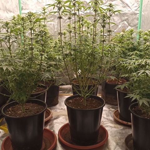 Blueberry Zkittlez Automatic growlog timeline photo