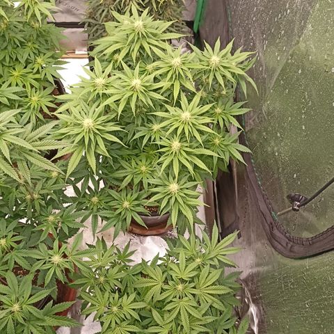 Blueberry Zkittlez Automatic growlog timeline photo