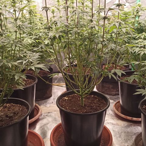 Blueberry Zkittlez Automatic growlog timeline photo