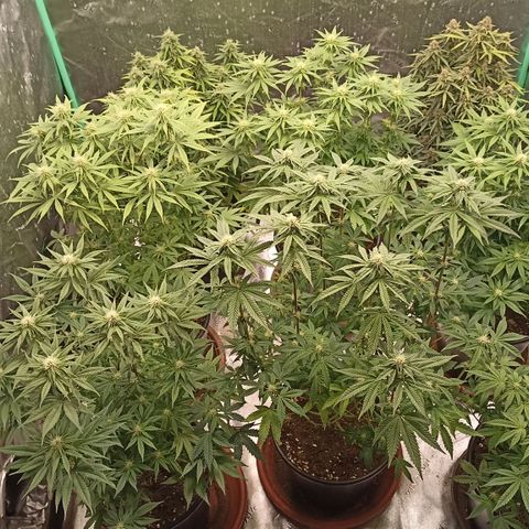 Blueberry Zkittlez Automatic growlog timeline photo