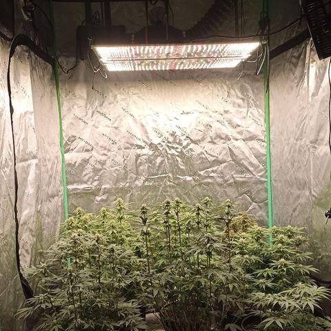 Blueberry Zkittlez Automatic growlog timeline photo