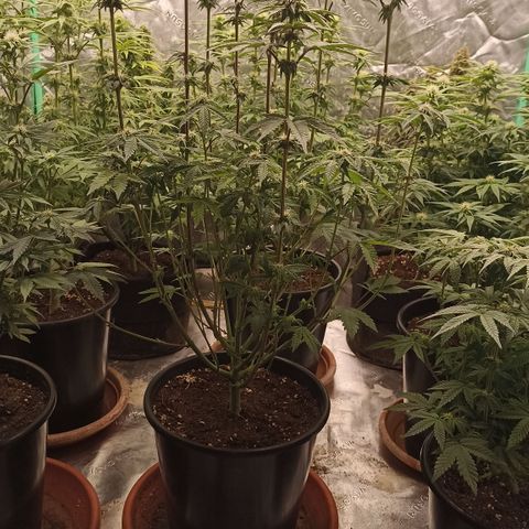 Blueberry Zkittlez Automatic growlog timeline photo