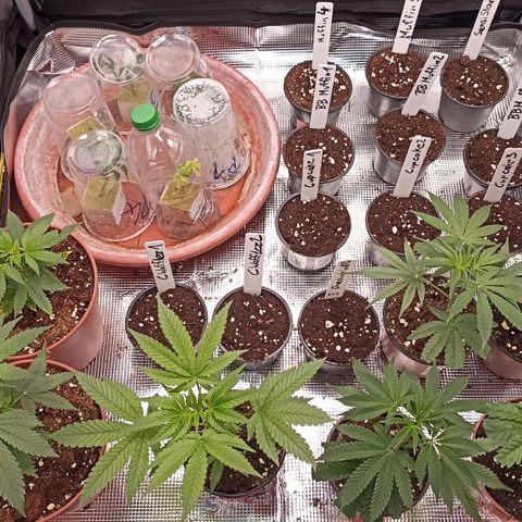 Blueberry Muffin #1 growlog timeline photo