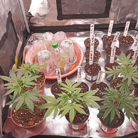Blueberry Muffin #1 growlog timeline photo