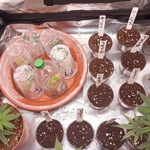 Blueberry Muffin #1 growlog timeline photo