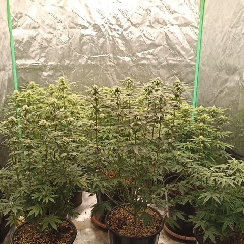 Blueberry Zkittlez Automatic growlog timeline photo