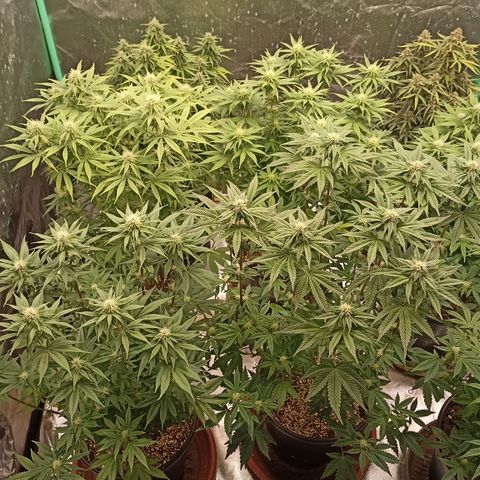 Blueberry Zkittlez Automatic growlog timeline photo