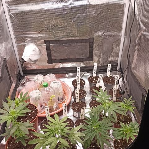 Blueberry Muffin #1 growlog timeline photo
