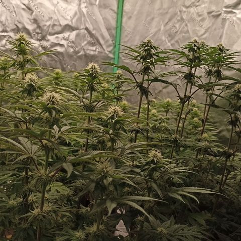 Blueberry Zkittlez Automatic growlog timeline photo