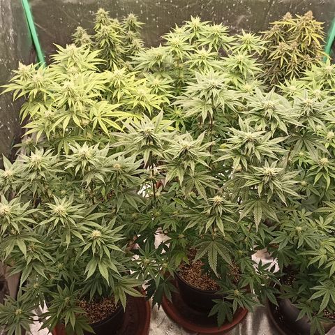 Blueberry Zkittlez Automatic growlog timeline photo