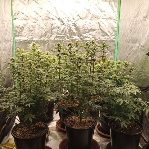 Blueberry Zkittlez Automatic growlog timeline photo