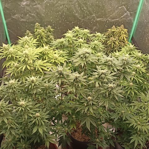 Blueberry Zkittlez Automatic growlog timeline photo