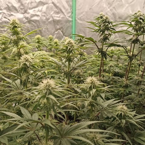 Blueberry Zkittlez Automatic growlog timeline photo