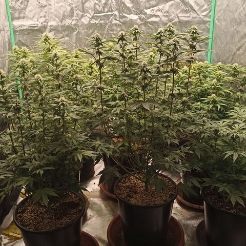 Blueberry Zkittlez Automatic growlog timeline photo