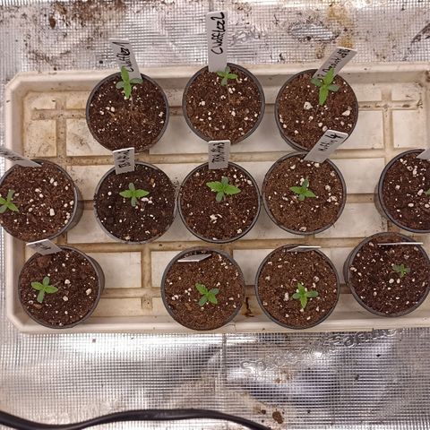 Blueberry Muffin #1 growlog timeline photo