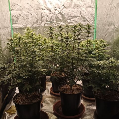 Blueberry Zkittlez Automatic growlog timeline photo