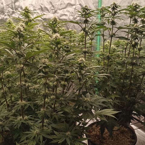 Blueberry Zkittlez Automatic growlog timeline photo