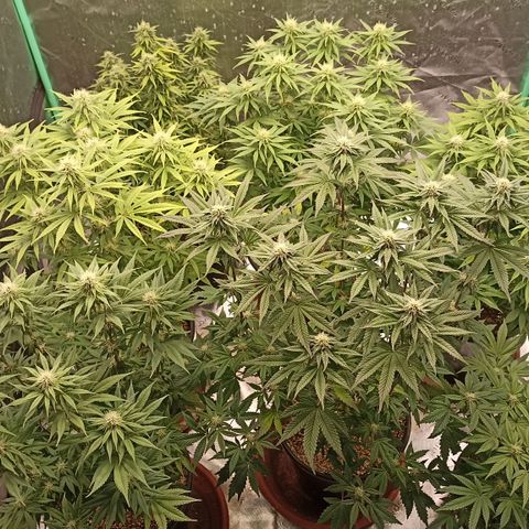Blueberry Zkittlez Automatic growlog timeline photo