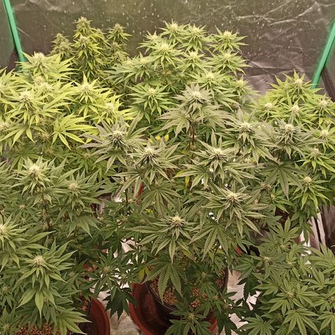 Blueberry Zkittlez Automatic growlog timeline photo