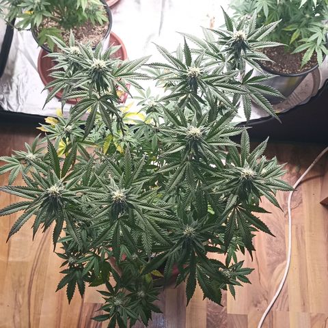 Blueberry Zkittlez Automatic growlog timeline photo